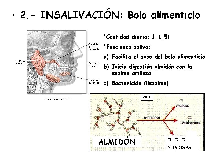  • 2. - INSALIVACIÓN: Bolo alimenticio *Cantidad diaria: 1 -1, 5 l *Funciones