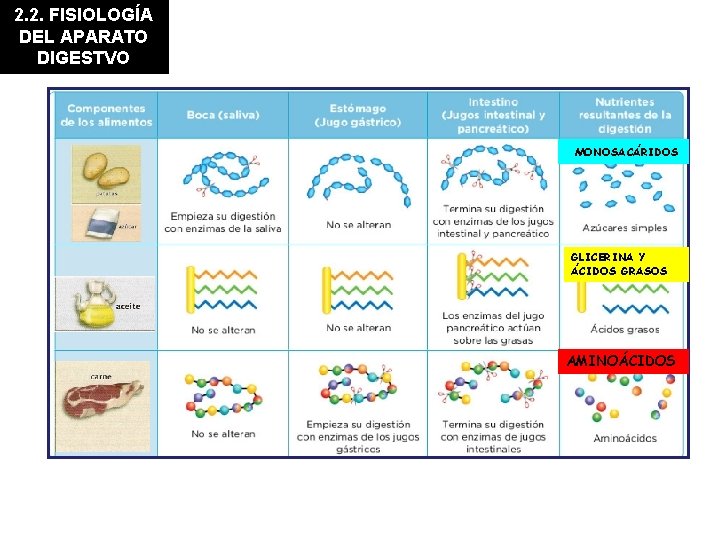 2. 2. FISIOLOGÍA DEL APARATO DIGESTVO MONOSACÁRIDOS GLICERINA Y ÁCIDOS GRASOS AMINOÁCIDOS 