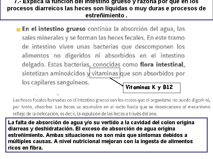 7. - Explica la función del intestino grueso y razona por qué en los