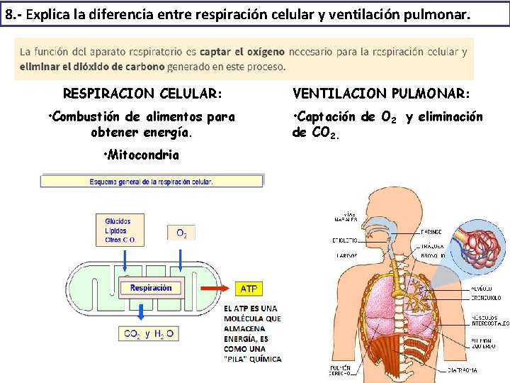 8. - Explica la diferencia entre respiración celular y ventilación pulmonar. RESPIRACIÓN CELULAR: •