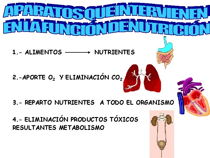1. - ALIMENTOS NUTRIENTES 2. -APORTE O 2 Y ELIMINACIÓN CO 2 3. -