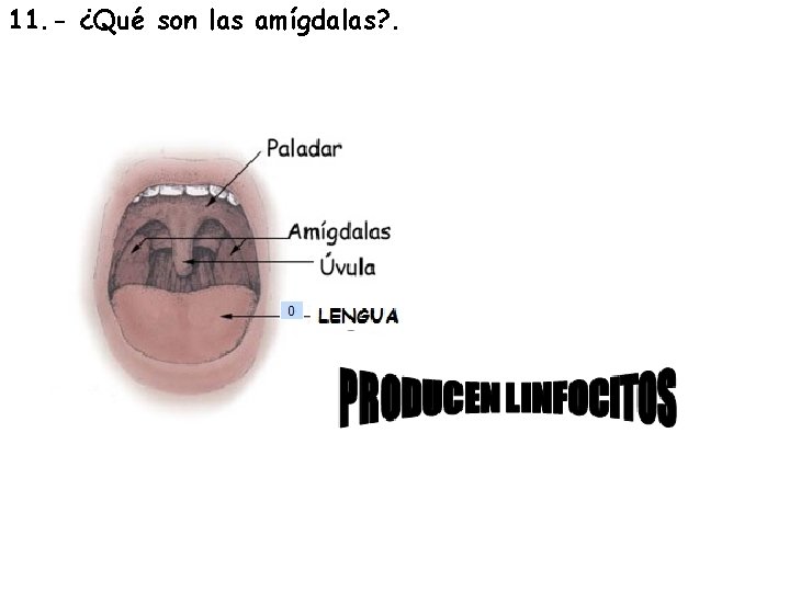 11. - ¿Qué son las amígdalas? . 