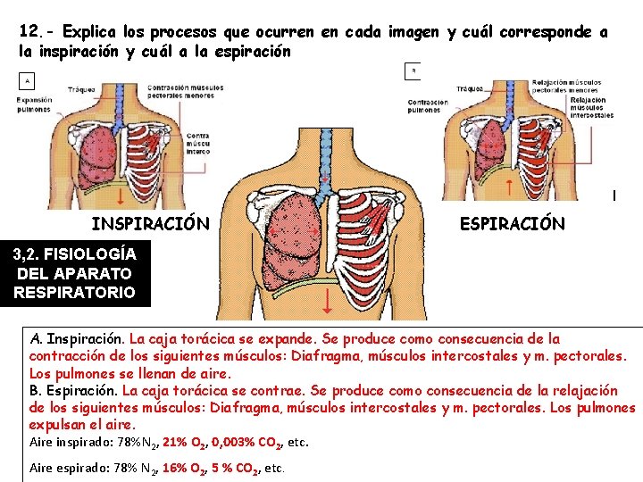 12. - Explica los procesos que ocurren en cada imagen y cuál corresponde a