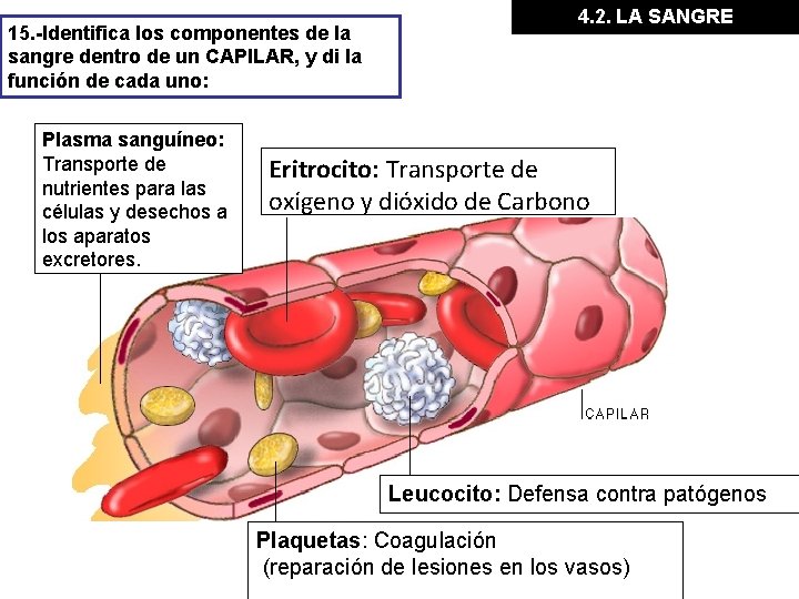 15. -Identifica los componentes de la sangre dentro de un CAPILAR, y di la