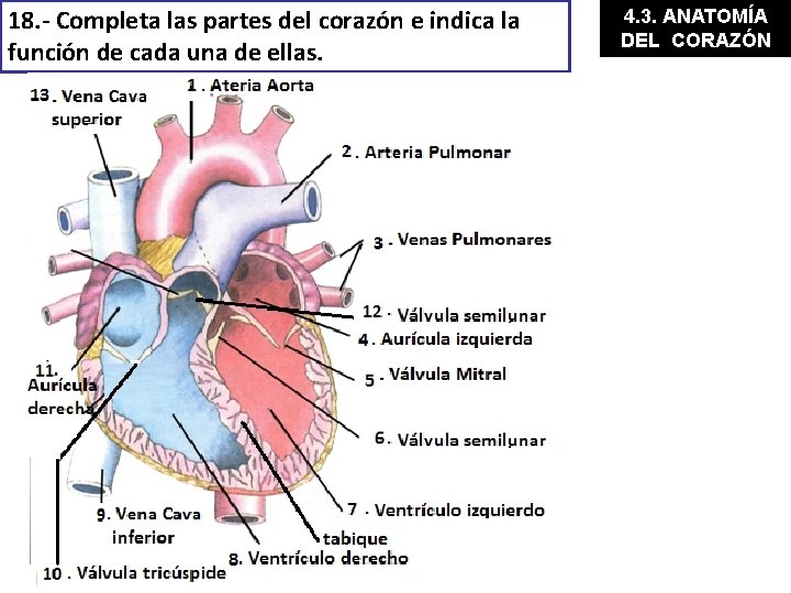 18. - Completa las partes del corazón e indica la función de cada una