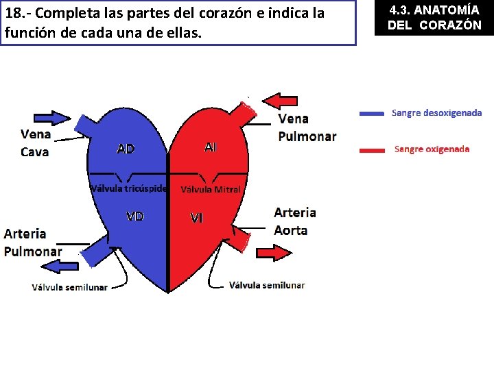 18. - Completa las partes del corazón e indica la función de cada una