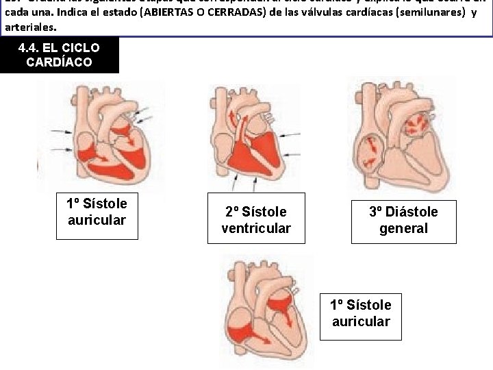 19. - Ordena las siguientes etapas que corresponden al ciclo cardíaco y explica lo