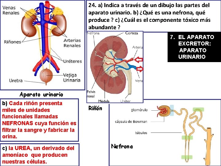 24. a) Indica a través de un dibujo las partes del aparato urinario. b)