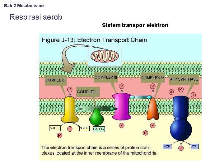 Bab 2 Metabolisme Respirasi aerob Sistem transpor elektron 