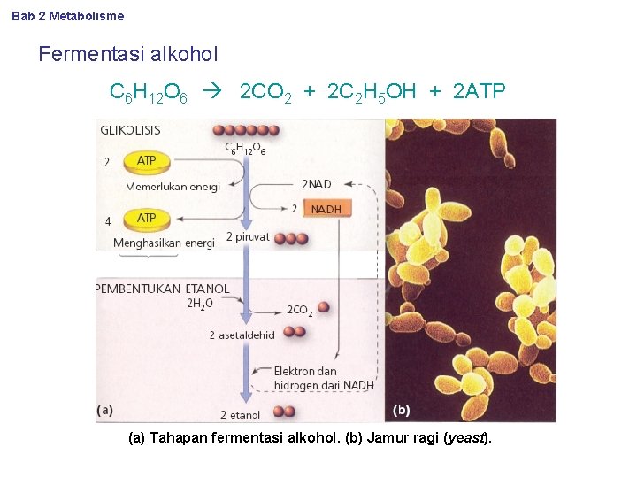 Bab 2 Metabolisme Fermentasi alkohol C 6 H 12 O 6 2 CO 2