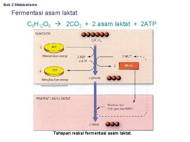 Bab 2 Metabolisme Fermentasi asam laktat C 6 H 12 O 6 2 CO