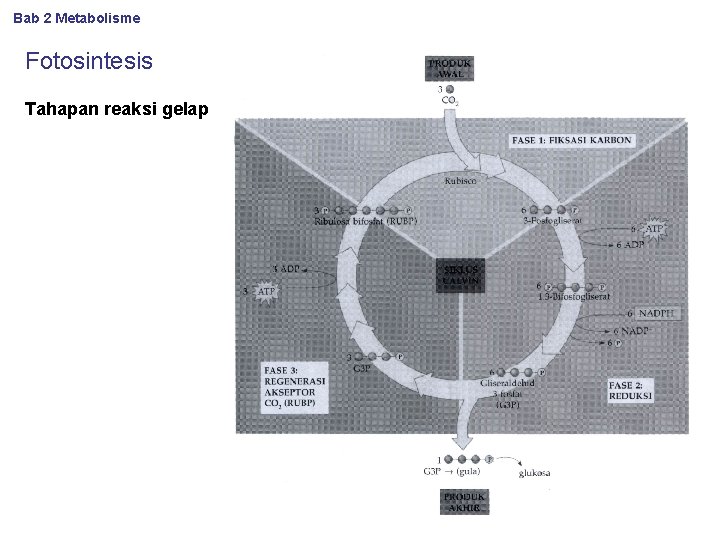 Bab 2 Metabolisme Fotosintesis Tahapan reaksi gelap 