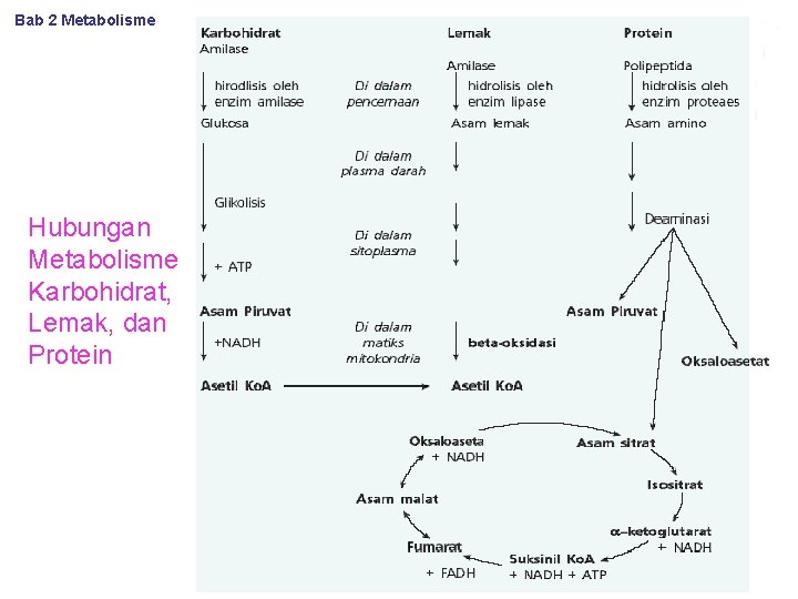 Bab 2 Metabolisme Hubungan Metabolisme Karbohidrat, Lemak, dan Protein 