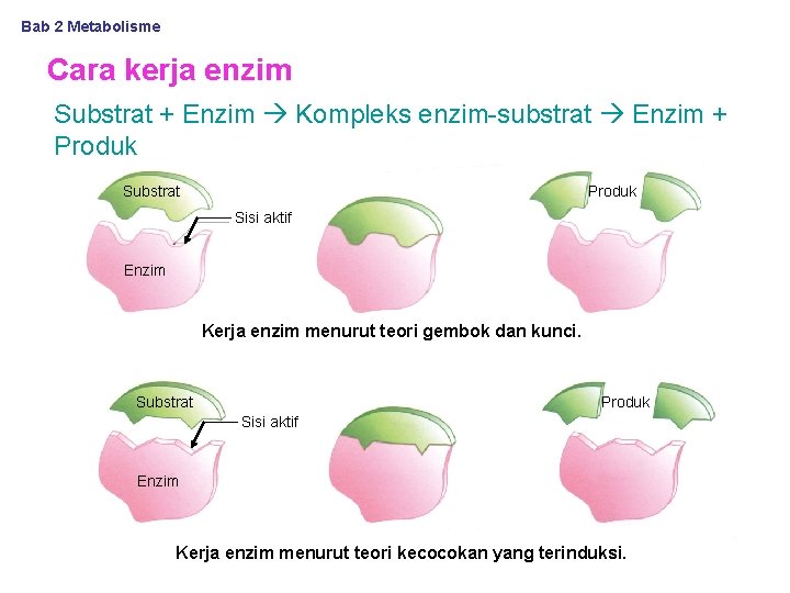 Bab 2 Metabolisme Cara kerja enzim Substrat + Enzim Kompleks enzim-substrat Enzim + Produk