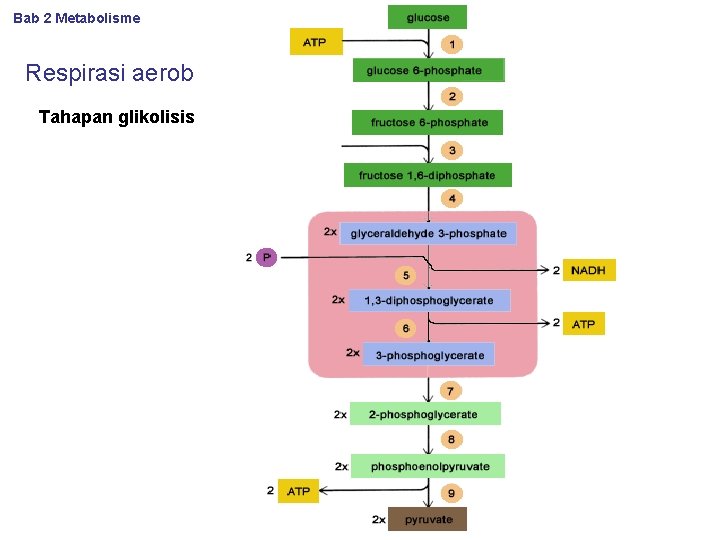 Bab 2 Metabolisme Respirasi aerob Tahapan glikolisis 