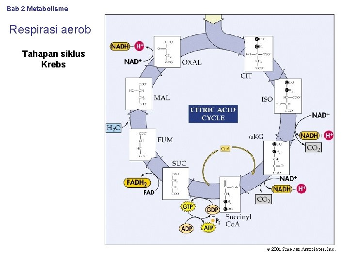 Bab 2 Metabolisme Respirasi aerob Tahapan siklus Krebs 