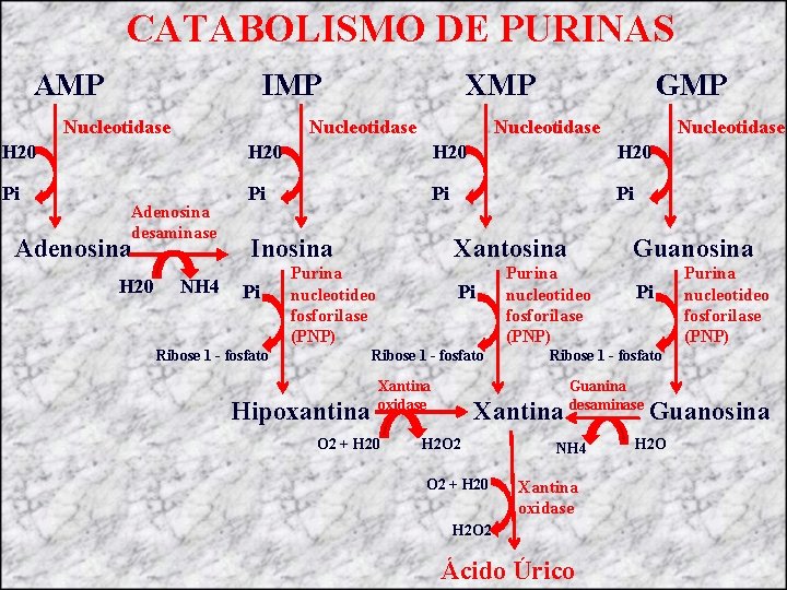 CATABOLISMO DE PURINAS AMP IMP Nucleotidase XMP GMP Nucleotidase H 20 Pi Pi Adenosina