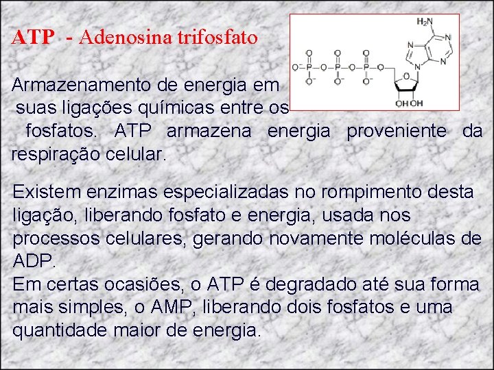 ATP - Adenosina trifosfato Armazenamento de energia em suas ligações químicas entre os fosfatos.