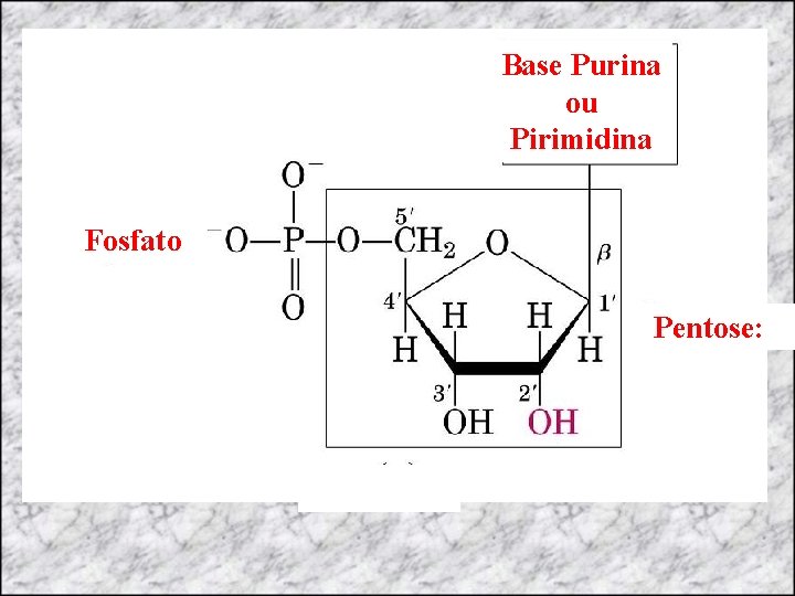 Base Purina ou Pirimidina Fosfato Pentose: Fosfato 