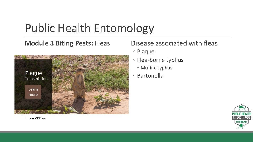 Public Health Entomology Module 3 Biting Pests: Fleas Disease associated with fleas ◦ Plaque