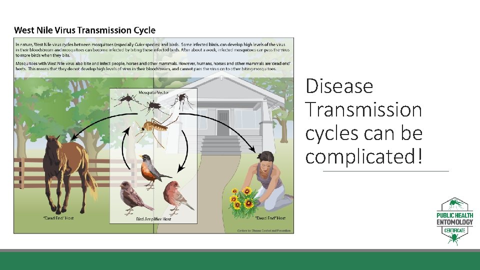 Disease Transmission cycles can be complicated! 