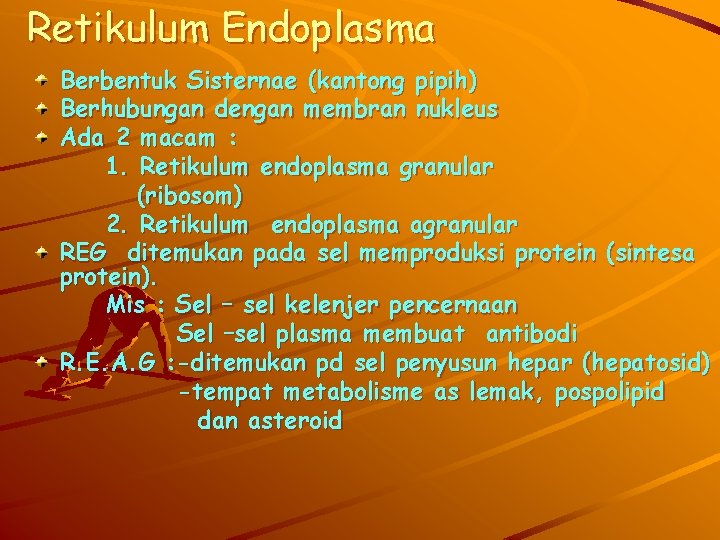 Retikulum Endoplasma Berbentuk Sisternae (kantong pipih) Berhubungan dengan membran nukleus Ada 2 macam :