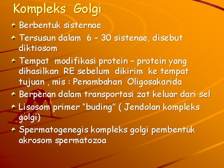 Kompleks Golgi Berbentuk sisternae Tersusun dalam 6 – 30 sistenae, disebut diktiosom Tempat modifikasi