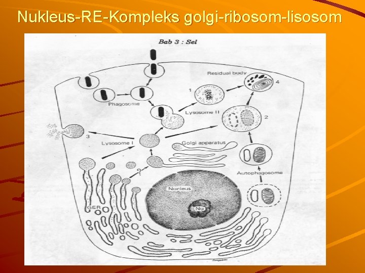 Nukleus-RE-Kompleks golgi-ribosom-lisosom 