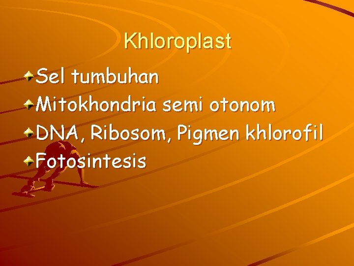 Khloroplast Sel tumbuhan Mitokhondria semi otonom DNA, Ribosom, Pigmen khlorofil Fotosintesis 