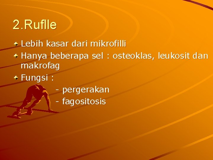 2. Ruflle Lebih kasar dari mikrofilli Hanya beberapa sel : osteoklas, leukosit dan makrofag