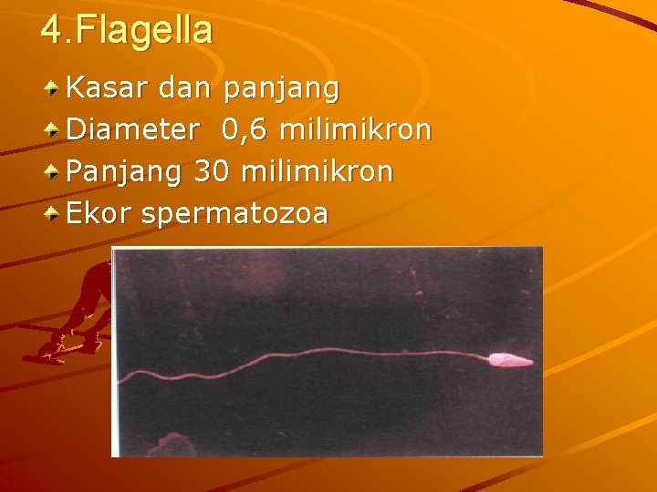 4. Flagella Kasar dan panjang Diameter 0, 6 milimikron Panjang 30 milimikron Ekor spermatozoa