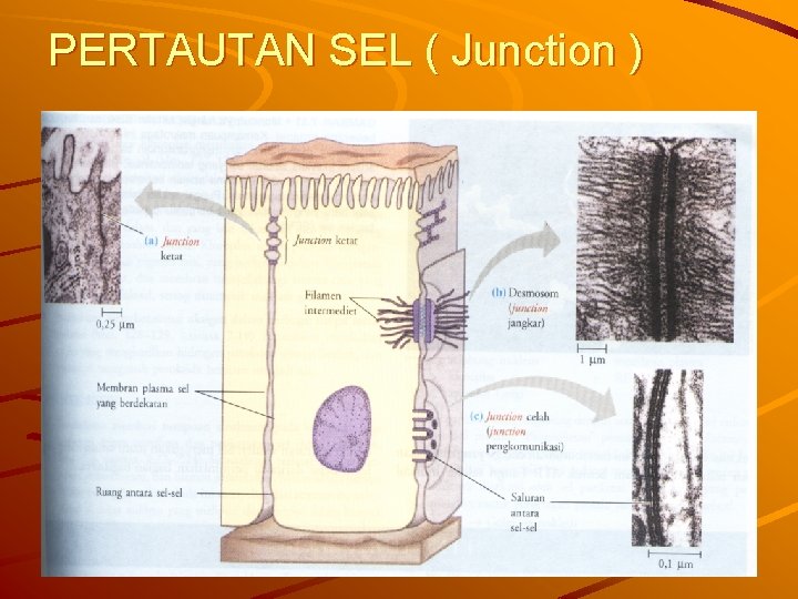 PERTAUTAN SEL ( Junction ) 