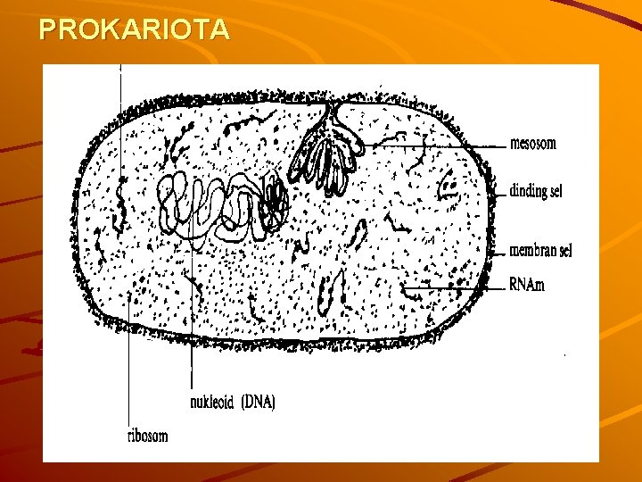PROKARIOTA 