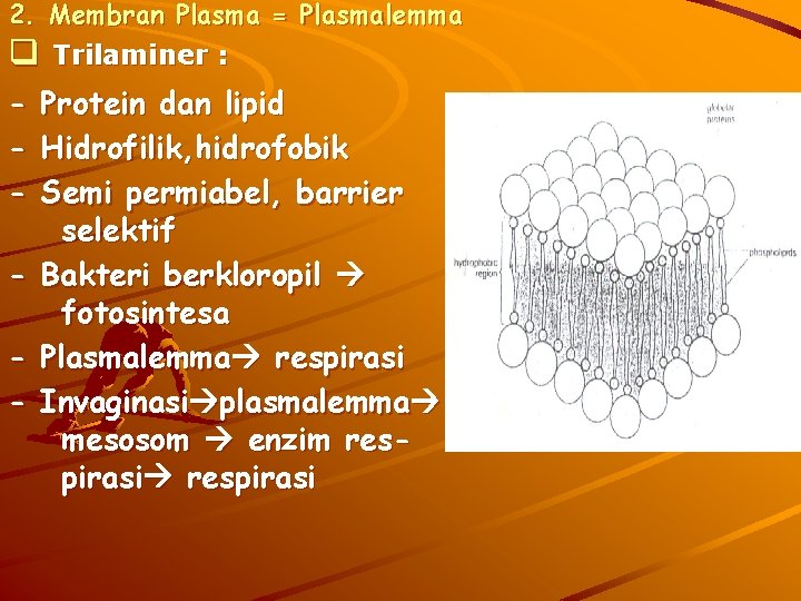 2. Membran Plasma = Plasmalemma q Trilaminer : - Protein dan lipid - Hidrofilik,