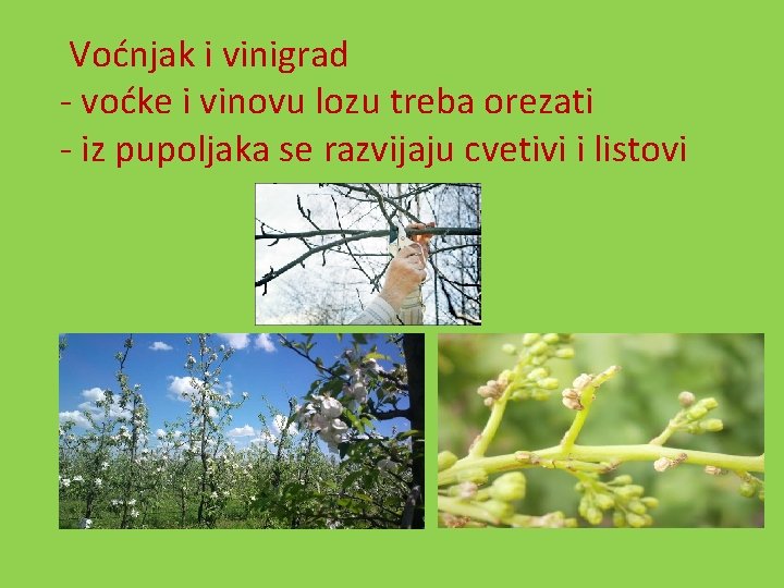  Voćnjak i vinigrad - voćke i vinovu lozu treba orezati - iz pupoljaka