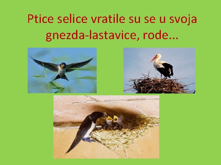 Ptice selice vratile su se u svoja gnezda-lastavice, rode. . . 