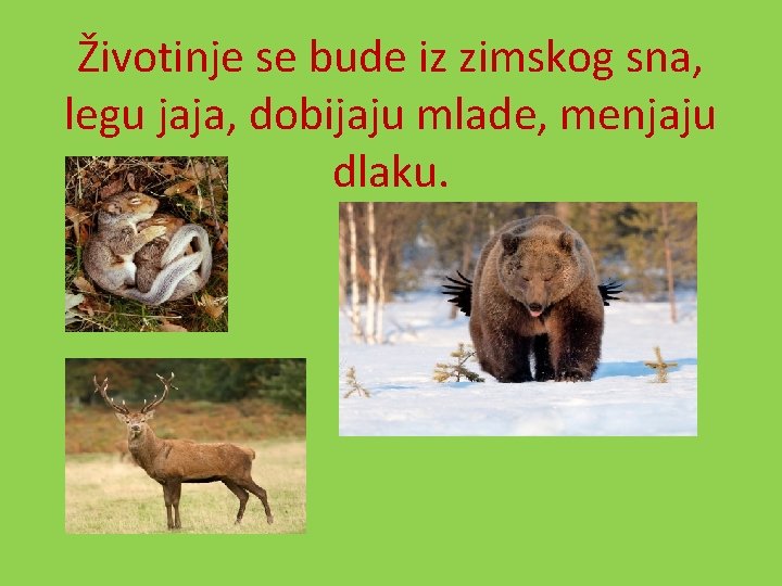 Životinje se bude iz zimskog sna, legu jaja, dobijaju mlade, menjaju dlaku. 