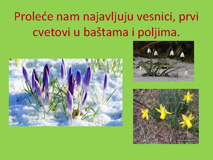 Proleće nam najavljuju vesnici, prvi cvetovi u baštama i poljima. 