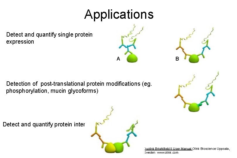 Applications Detect and quantify single protein expression A B Detection of post-translational protein modifications