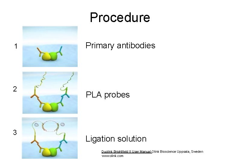 Procedure 1 2 3 Primary antibodies PLA probes Ligation solution Duolink Brightfield II User