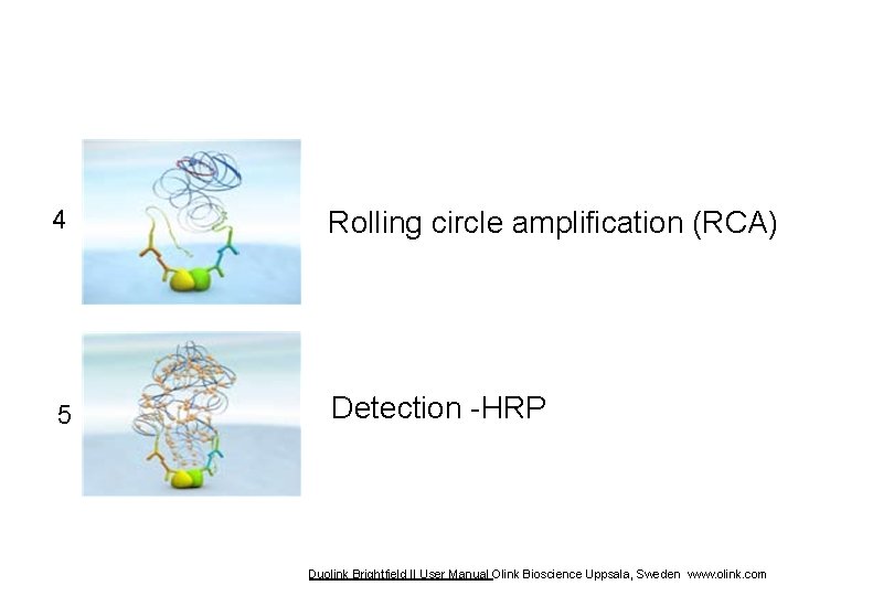 4 Rolling circle amplification (RCA) 5 Detection -HRP Duolink Brightfield II User Manual Olink