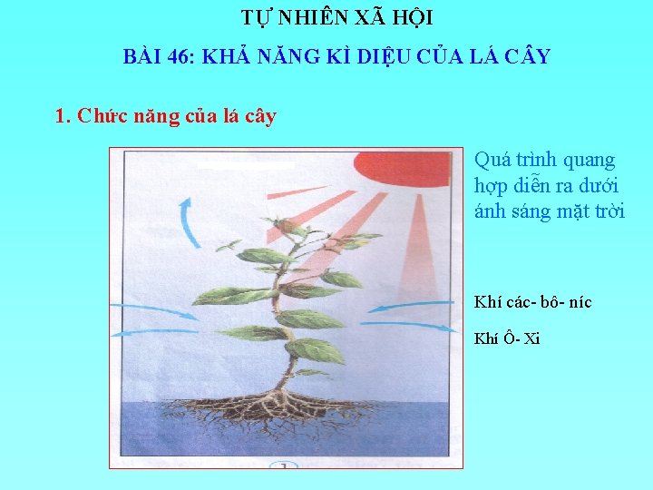 TỰ NHIÊN XÃ HỘI BÀI 46: KHẢ NĂNG KÌ DIỆU CỦA LÁ C Y