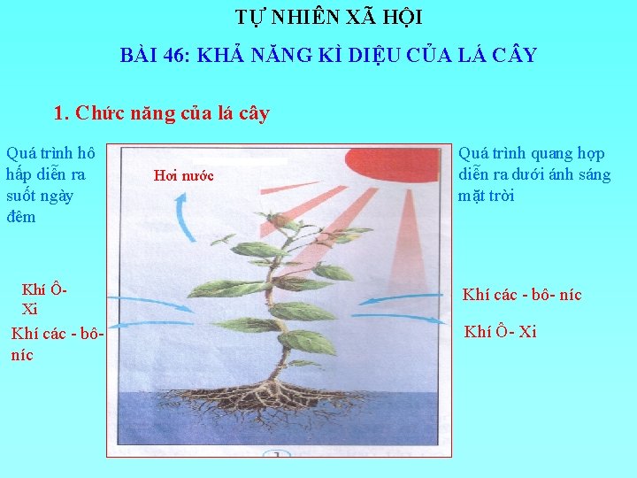 TỰ NHIÊN XÃ HỘI BÀI 46: KHẢ NĂNG KÌ DIỆU CỦA LÁ C Y