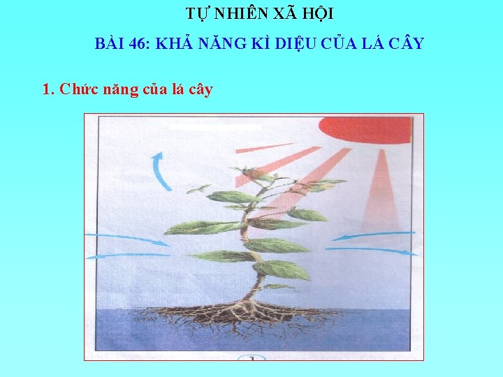 TỰ NHIÊN XÃ HỘI BÀI 46: KHẢ NĂNG KÌ DIỆU CỦA LÁ C Y