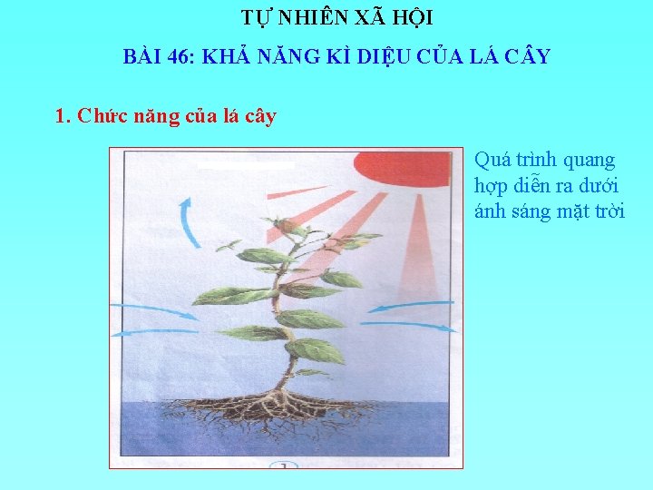 TỰ NHIÊN XÃ HỘI BÀI 46: KHẢ NĂNG KÌ DIỆU CỦA LÁ C Y