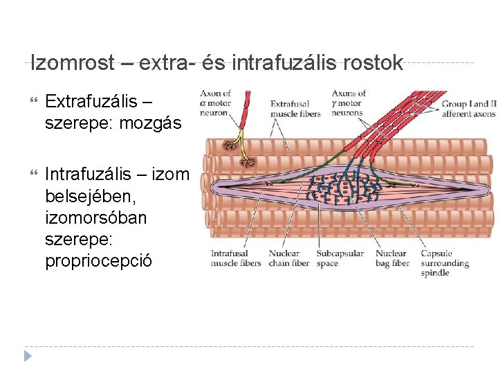 Izomrost – extra- és intrafuzális rostok Extrafuzális – szerepe: mozgás Intrafuzális – izom belsejében,