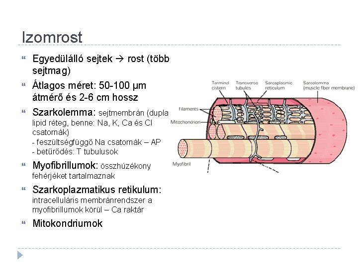 Izomrost Egyedülálló sejtek rost (több sejtmag) Átlagos méret: 50 -100 µm átmérő és 2