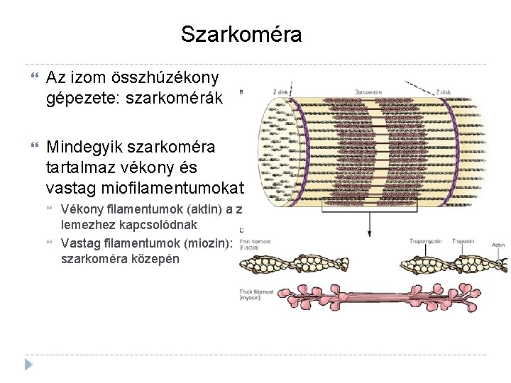 Szarkoméra Az izom összhúzékony gépezete: szarkomérák Mindegyik szarkoméra tartalmaz vékony és vastag miofilamentumokat Vékony