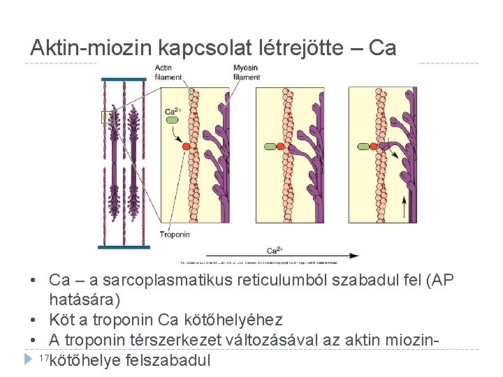 Aktin-miozin kapcsolat létrejötte – Ca • Ca – a sarcoplasmatikus reticulumból szabadul fel (AP