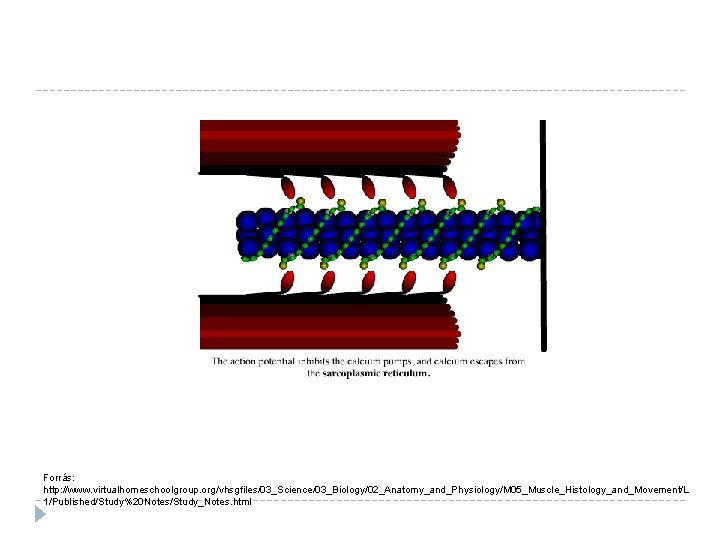 Forrás: http: //www. virtualhomeschoolgroup. org/vhsgfiles/03_Science/03_Biology/02_Anatomy_and_Physiology/M 05_Muscle_Histology_and_Movement/L 1/Published/Study%20 Notes/Study_Notes. html 